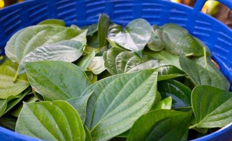 Daun Sirih