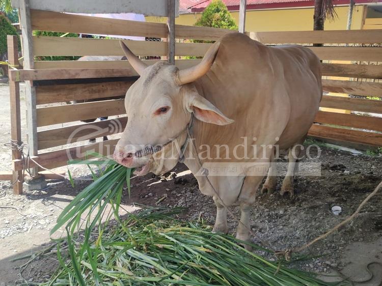 Sapi Paijo